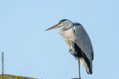 Great blue heron on the watch with a blue sky background