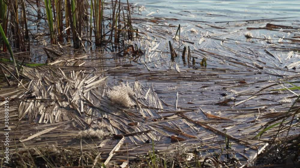 Broken lake reeds on the water surface Broken lake reeds on the water surface
