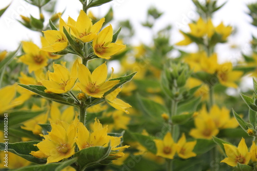 Wallpaper Mural yellow loosestrife closeup in the flower garden Torontodigital.ca