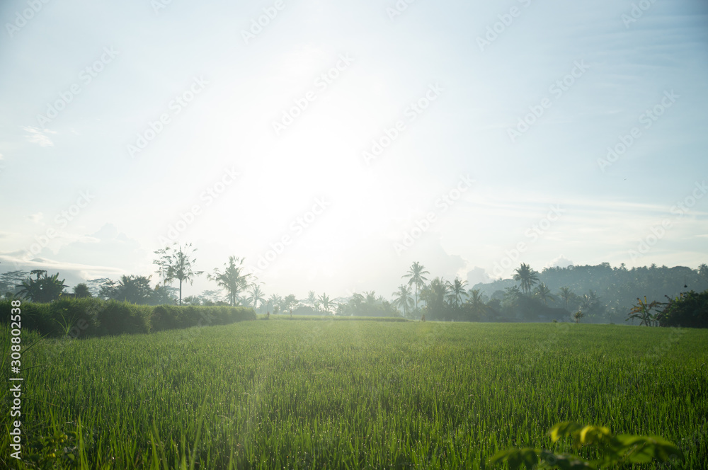 Paddy field under the sun. Everything is green against the background of the volcano. Dawn in Bali in Ubud. Indonesia