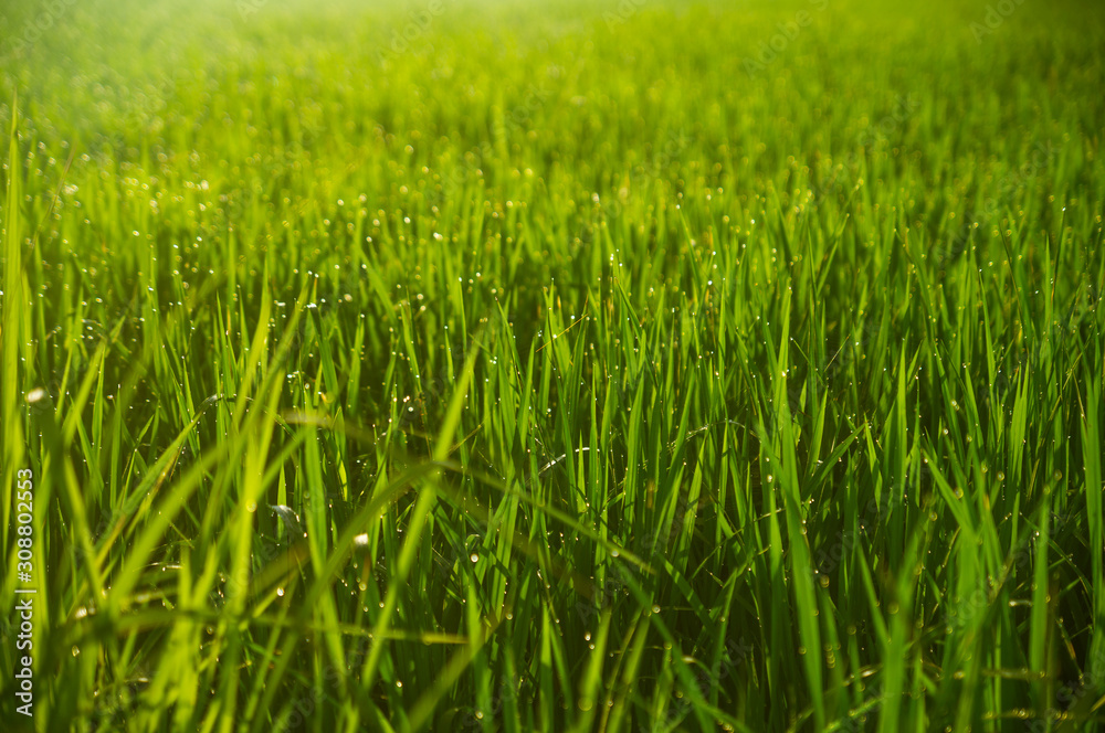 Paddy field under the sun. Everything is green against the background of the volcano. Dawn in Bali in Ubud. Indonesia Paddy field under the sun. Everything is green against the background of the volcano. Dawn in Bali in Ubud. Indonesia