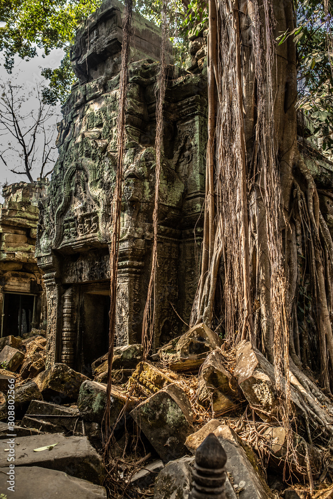 Trees grow through stones in Angkor Wat Temple in Cambodia Trees grow through stones in Angkor Wat Temple in Cambodia