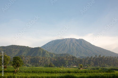 Paddy field under the sun. Everything is green against the background of the volcano. Dawn in Bali in Ubud. Indonesia