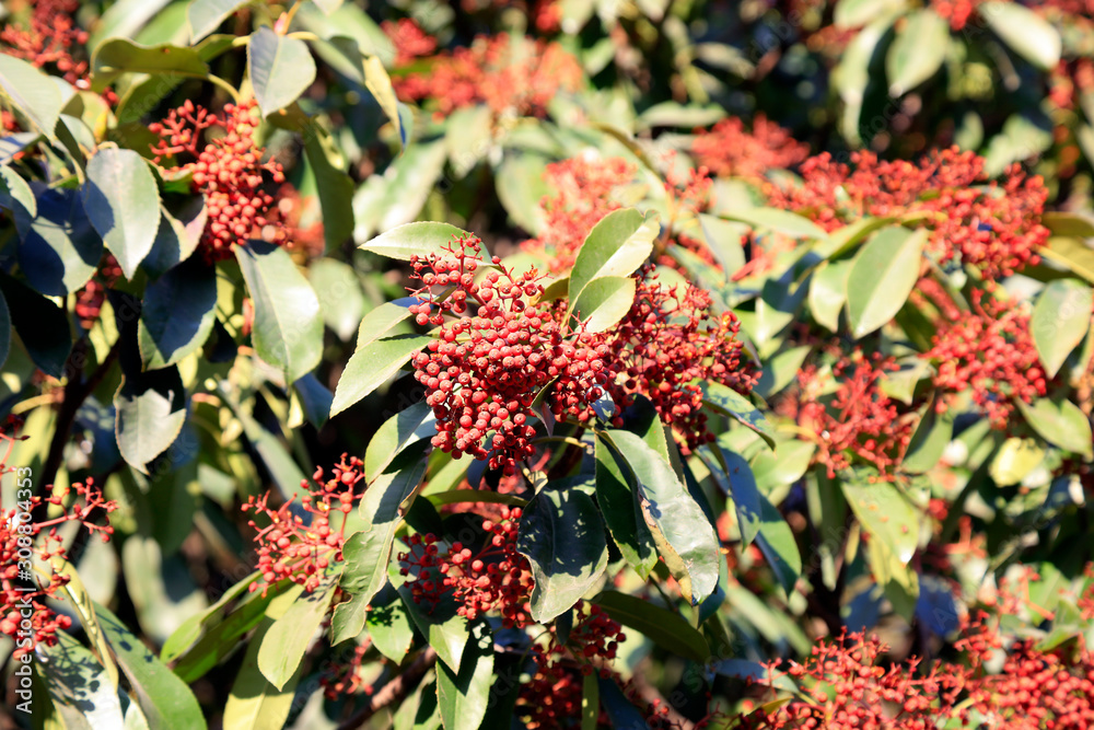 photinia under blue sky