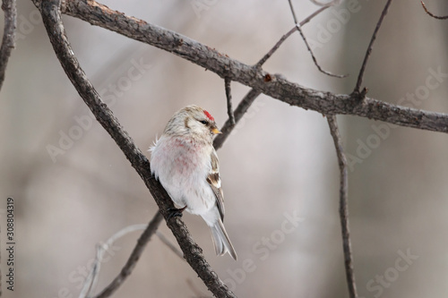 Arctic Redpoll, Carduelis hornemanni, sitting on branch of tree. Cute little northern songbird with red cap. Bird in wildlife.
