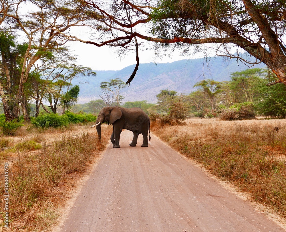 Fototapeta premium elephant in the wild