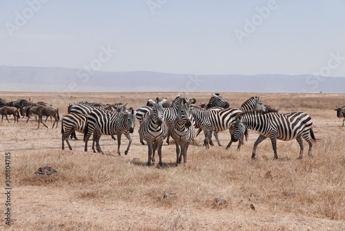 herd of zebras