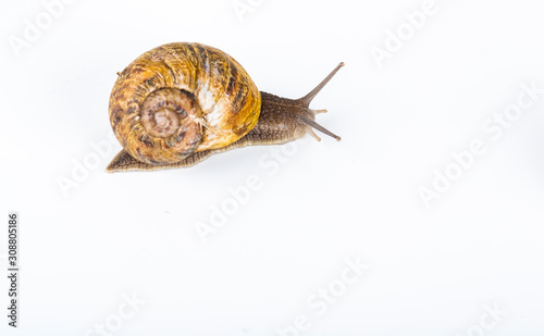 Brown snail on white background