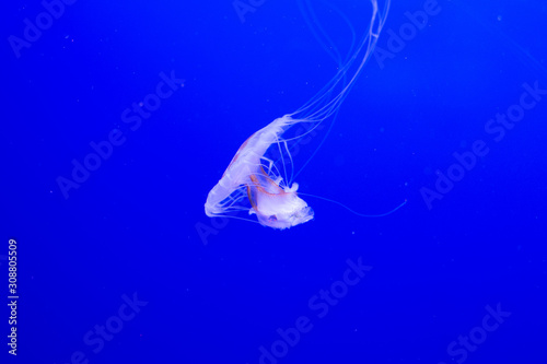 Jellyfish swim in the aquarium. Beautiful jellyfish, jellyfish in a neon light. Underwater life in the sea of ​​jellyfish.