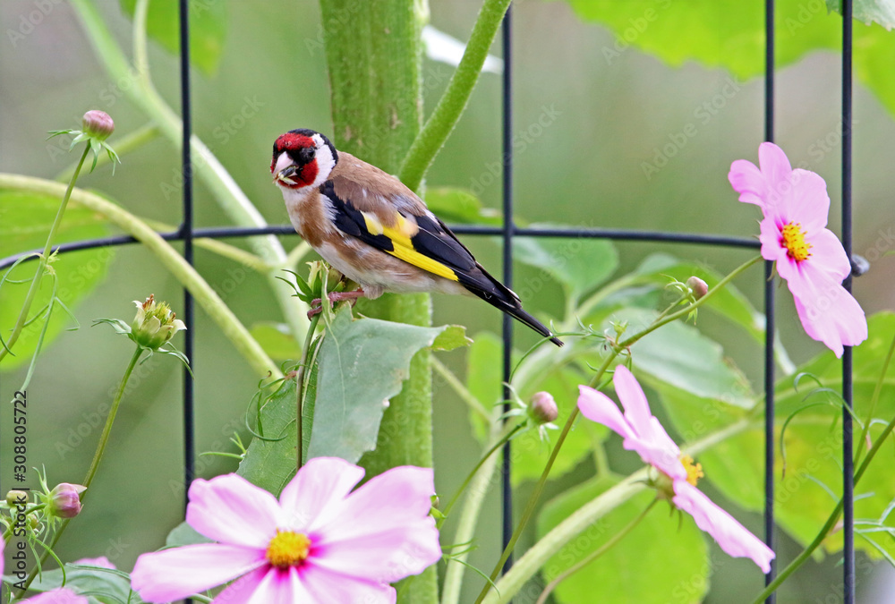 Stieglitz im heimischen Garten Stock Photo Adobe Stock