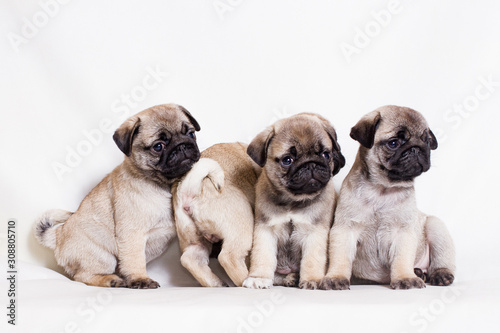 Four small fawn pug puppies sit in a row and one turned away