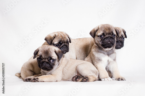 Four little fawn pug puppies sit on a white background