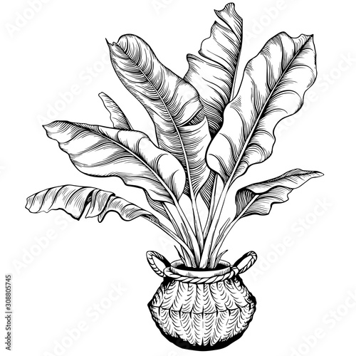 Banana palm houseplant potted in seagrass basket. Hand drawn vector. Black and white sketchy illustration.