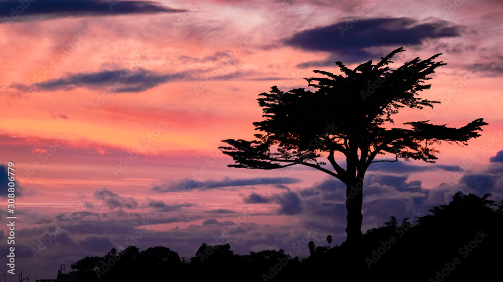 Cypress tree silhouette on a colorful sunset sky, Santa Cruz, California Cypress tree silhouette on a colorful sunset sky, Santa Cruz, California