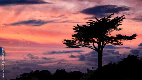Cypress tree silhouette on a colorful sunset sky  Santa Cruz  California