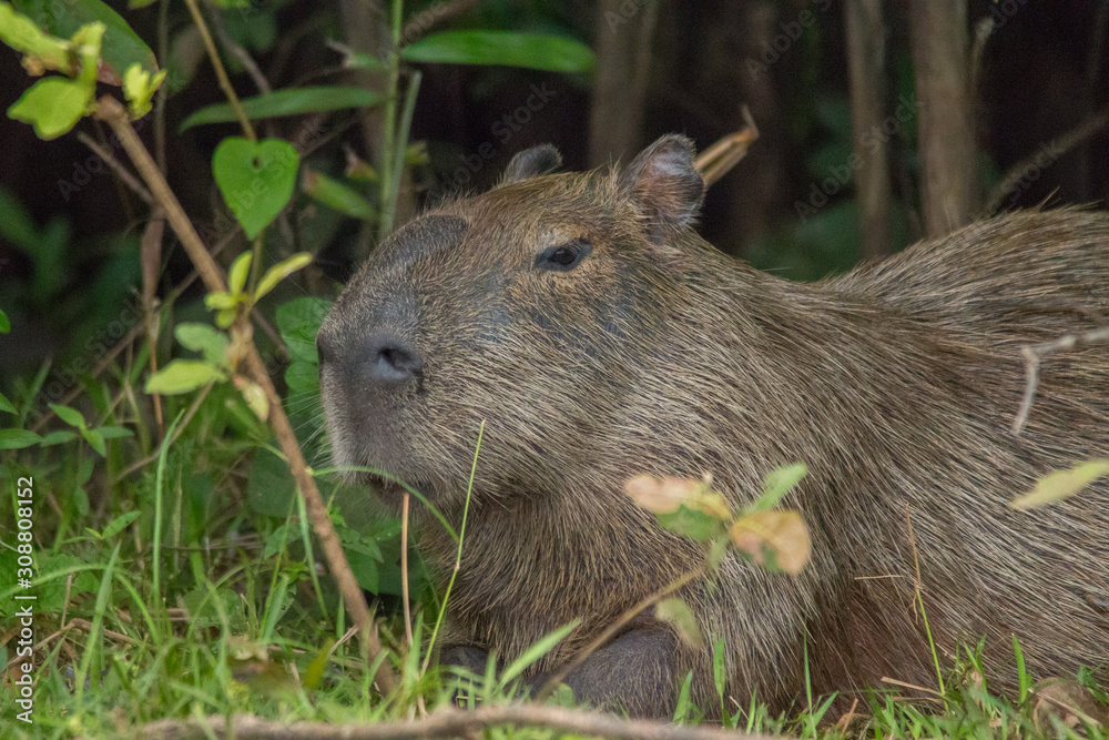 Fototapeta premium Capybara in the Pantanal, Brazil, South America