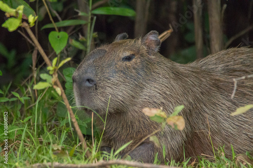 Capybara in the Pantanal  Brazil  South America