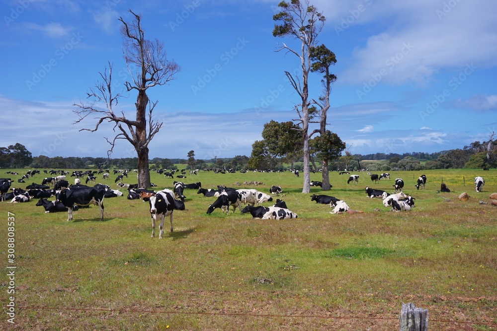 Holstein Dairy Cows Graze in Rural Western Australia Holstein Dairy Cows Graze in Rural Western Australia