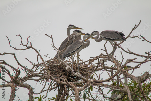 Cocoi heron nesting in the tree, Pantanal region, Brazil, South America