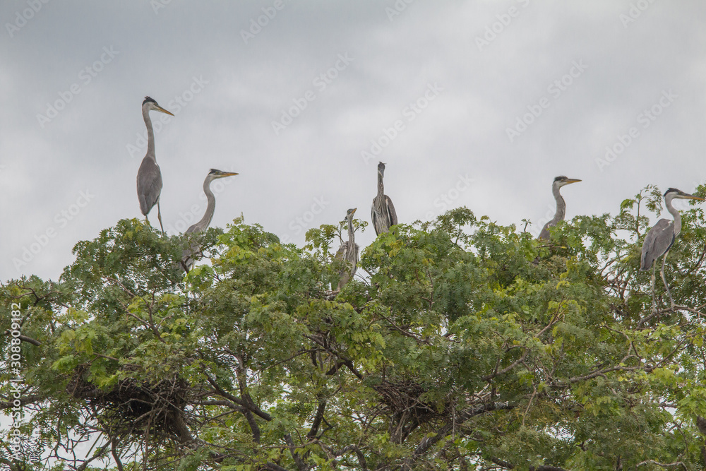 Cocoi heron nesting in the tree, Pantanal region, Brazil, South America Cocoi heron nesting in the tree, Pantanal region, Brazil, South America