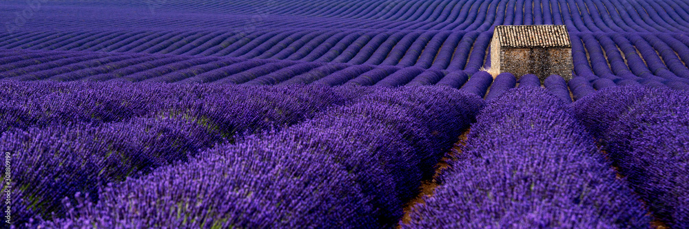 Fototapeta premium Lavender 47