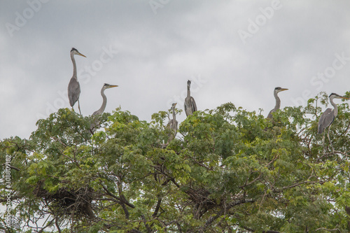 Cocoi heron nesting in the tree, Pantanal region, Brazil, South America