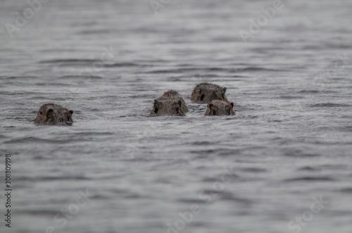 Capybara in the Pantanal, Brazil, South America