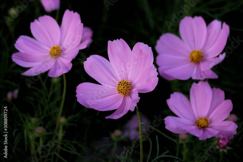Sweet pink cosmos flower blossom in botanical garden with dark background 