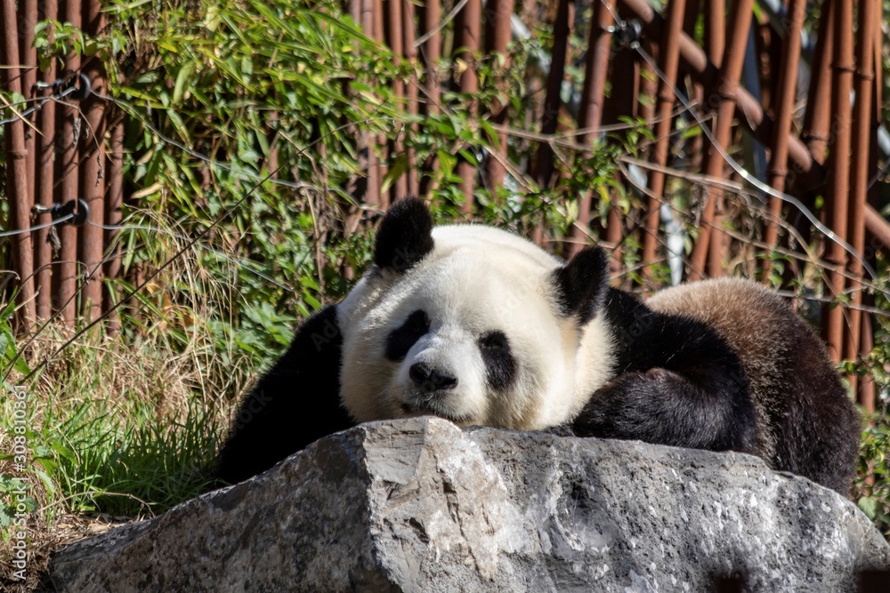 Obraz premium A portrait of a cute black and white panda bear lying on a rock. The animal is resting or trying to sleep.