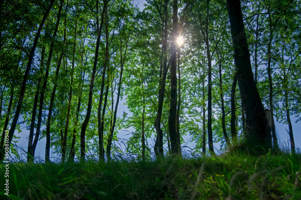 Fototapeta premium Poplar grove with beautiful green grass on a mountainside summer landscape.