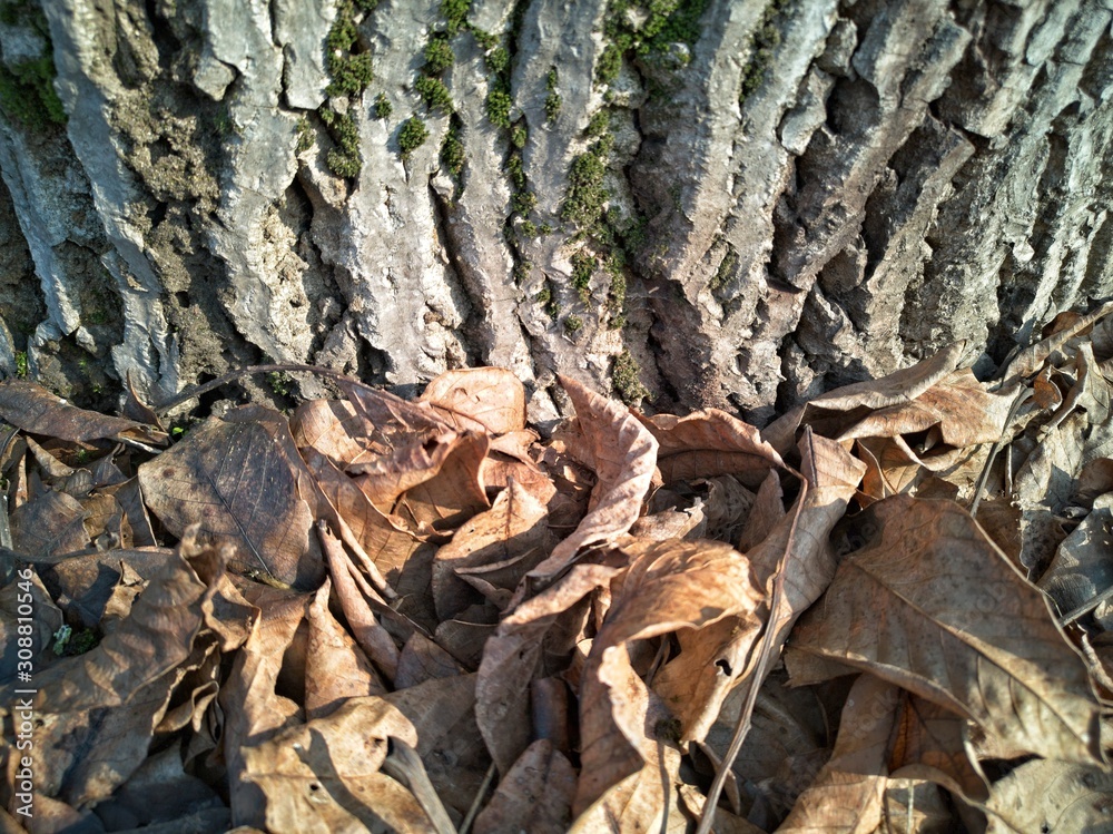 Tree Trunk Autumn Tree Trunk Autumn