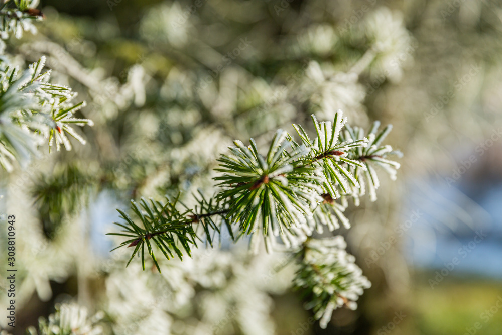 Branches covered with snow and ice in cold winter weather. Closeup. Winter scenery Branches covered with snow and ice in cold winter weather. Closeup. Winter scenery