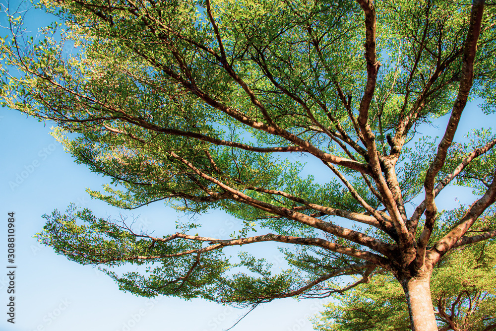 Obraz premium A tree spreading in the forest