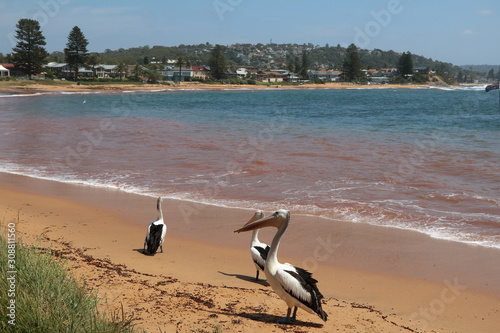 Photography Pelican at Fishermans Beach Sydney in New South Wales, Australia