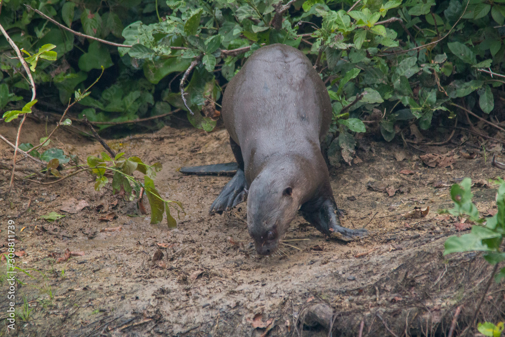 Giant otter at a river in the Pantanal, Brazil, South America Giant otter at a river in the Pantanal, Brazil, South America