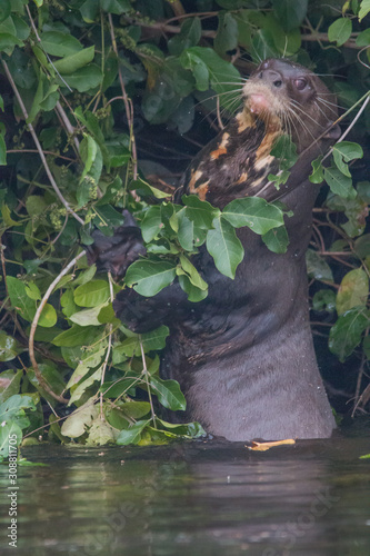 Giant otter at a river in the Pantanal  Brazil  South America