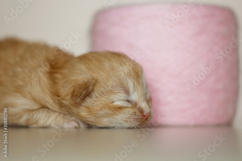 Beige, small, fluffy cute kitten on a ball of soft threads. One Week Old Newborn Cat with Closed Eyes, Kid Animals and Adorable Cat Concept.
