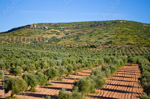 Views of Spain from the train window. Olive plantation.	