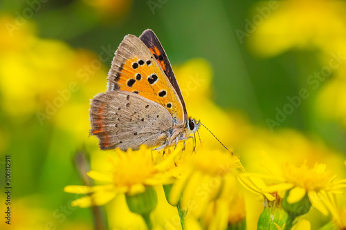 Small or common copper butterfly lycaena phlaeas closeup © Sander Meertins