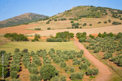 Views of Spain from the train window. Olive plantation.