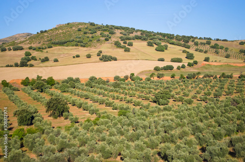 Views of Spain from the train window. Olive plantation.