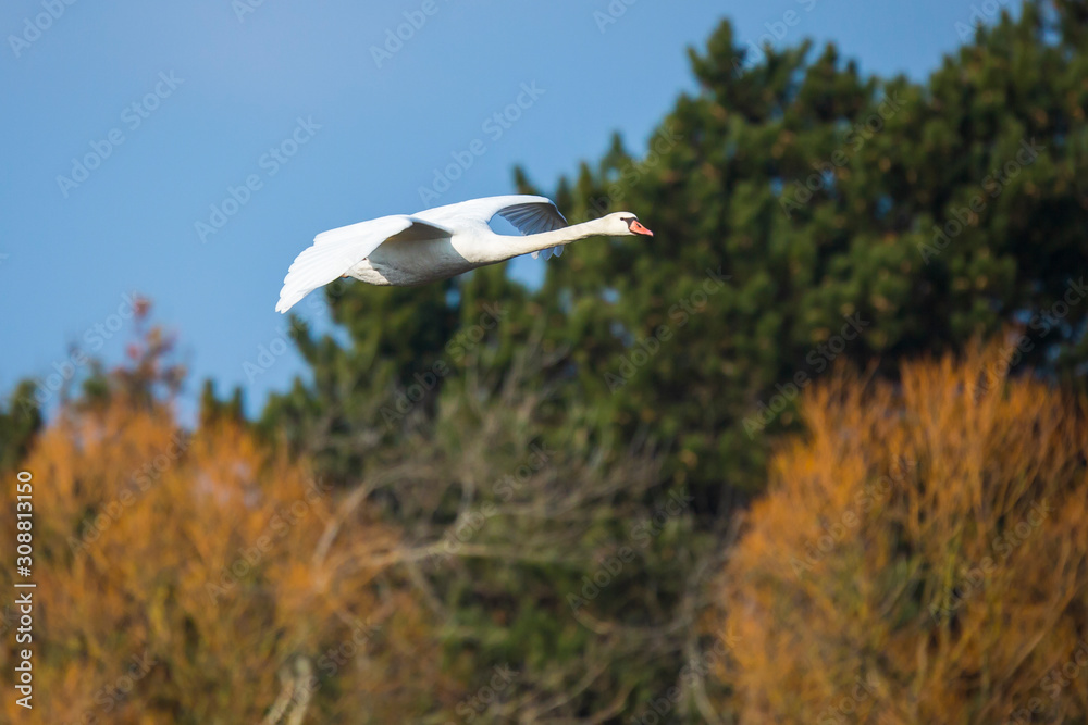 Mute swan Cygnus olor in flight Mute swan Cygnus olor in flight