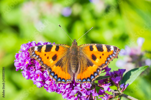 Aglais urticae small tortoiseshell butterfly top view isolated by nature © Sander Meertins