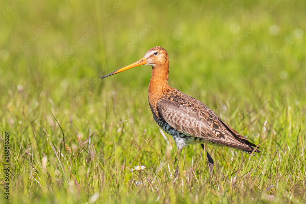 Black-tailed godwit Limosa Limosa foraging in a green meadow Black-tailed godwit Limosa Limosa foraging in a green meadow