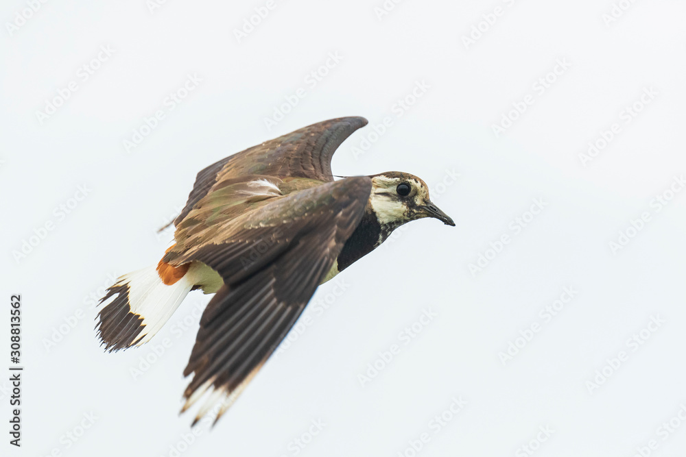 Closeup of a northern lapwing, Vanellus vanellus, bird in flight