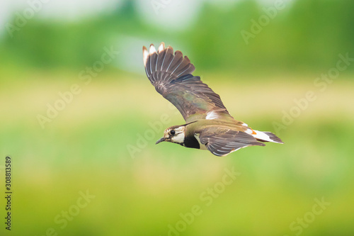 Closeup of a northern lapwing, Vanellus vanellus, bird in flight © Sander Meertins