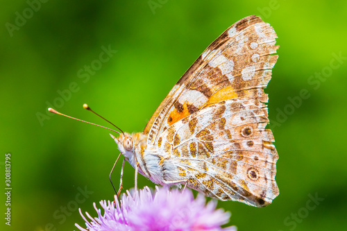 Painted Lady butterfly, vanessa cardu, feeding photo