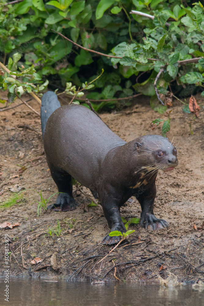 Giant otter at a river in the Pantanal, Brazil, South America Giant otter at a river in the Pantanal, Brazil, South America