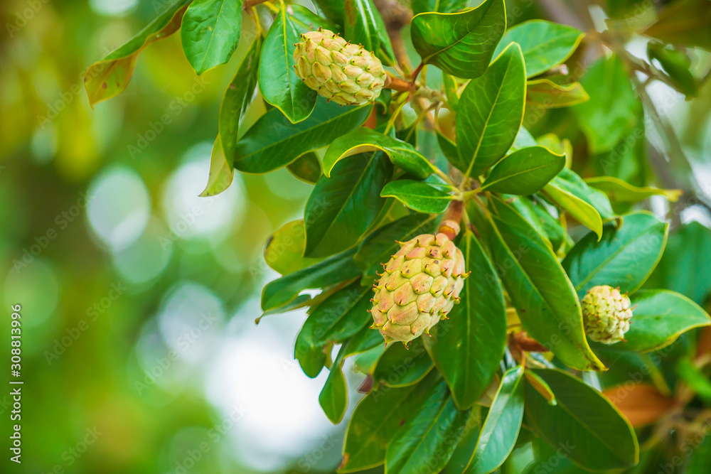Fresh growing fruits in a magnolia tree Fresh growing fruits in a magnolia tree