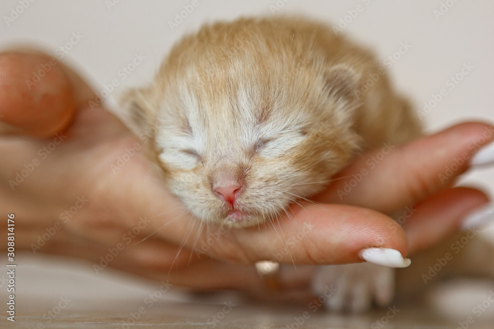 Beige, small, fluffy cute kitten in hands closeup. One week old newborn cat  with eyes closed, baby animals and adorable cat concept. Stock Photo |  Adobe Stock